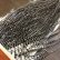 画像3: 【WHITING】 ROOSTER SADDLE BronzeGrade Grizzly #14-16 No.1 (3)