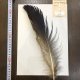 【ANGLE】 BlueEared Pheasant tail Lサイズ No.3
