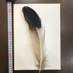 画像1: 【ANGLE】 BlueEared Pheasant tail Mサイズ
