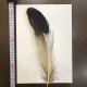 【ANGLE】 BlueEared Pheasant tail Mサイズ