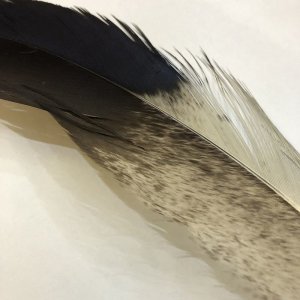 画像2: 【ANGLE】 BlueEared Pheasant tail Mサイズ