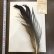 画像1: 【ANGLE】 BlueEared Pheasant tail Lサイズ No.10 (1)