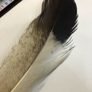 画像3: 【ANGLE】 BlueEared Pheasant tail Mサイズ