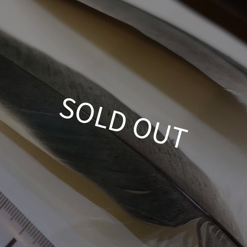 画像4: Marabou Stork ホワイトエッジクイル S(No.2) (4)