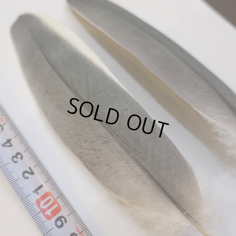 画像4: Marabou Stork ホワイトエッジクイル S(No.3) (4)