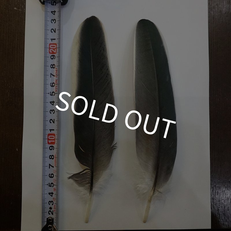 画像1: Marabou Stork ホワイトエッジクイル S(No.2) (1)