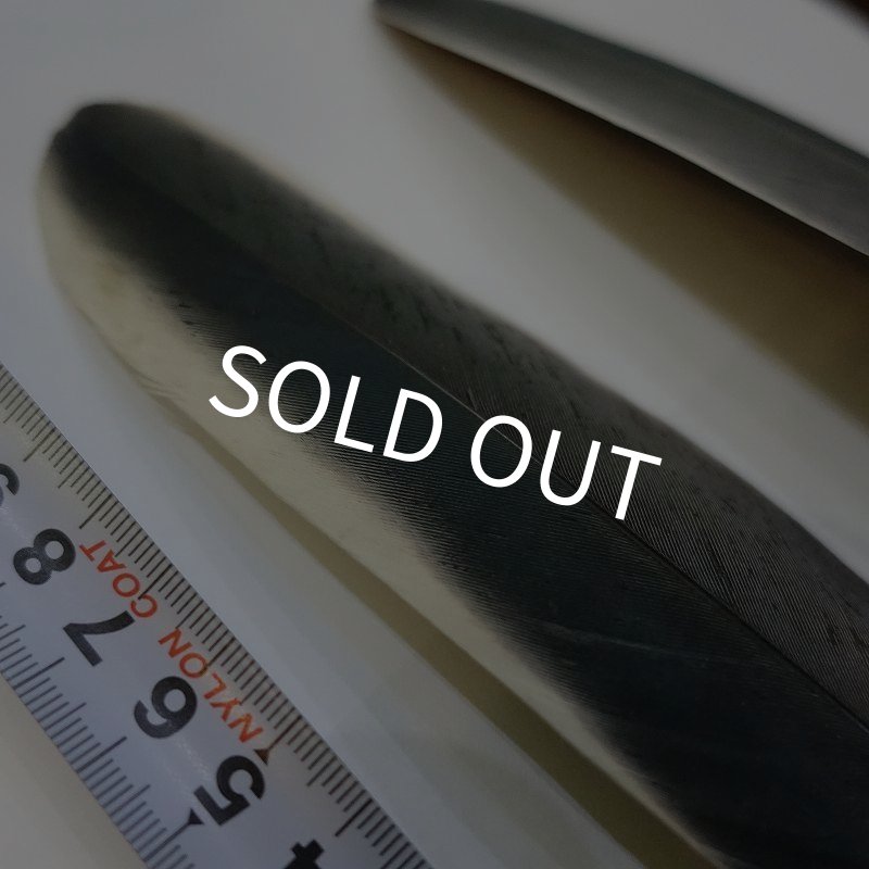 画像3: Marabou Stork ホワイトエッジクイル S(No.2) (3)