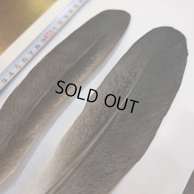 画像2: Marabou Stork ウイングクイル Sサイズ No.1 (2)