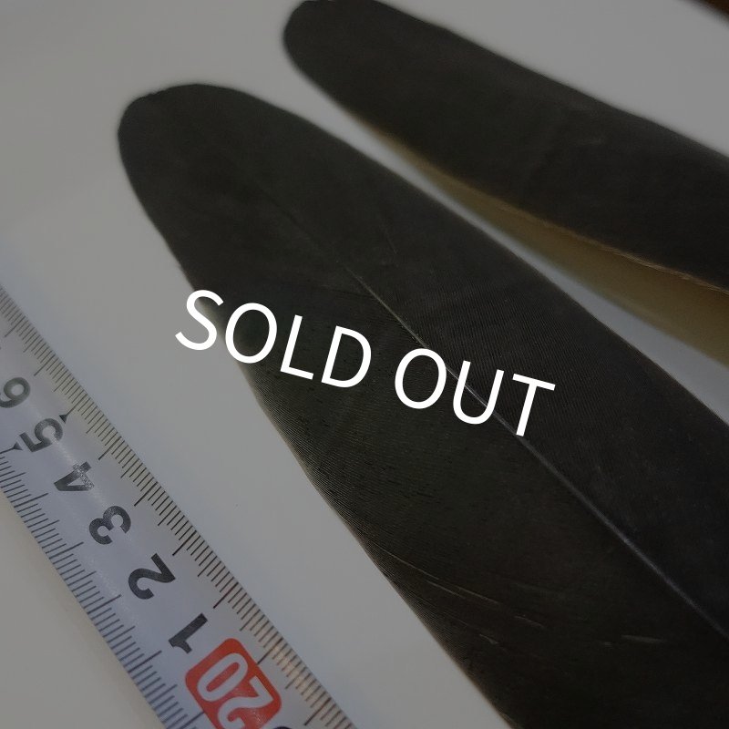 画像3: Marabou Stork ウイングクイル Sサイズ No.2 (3)