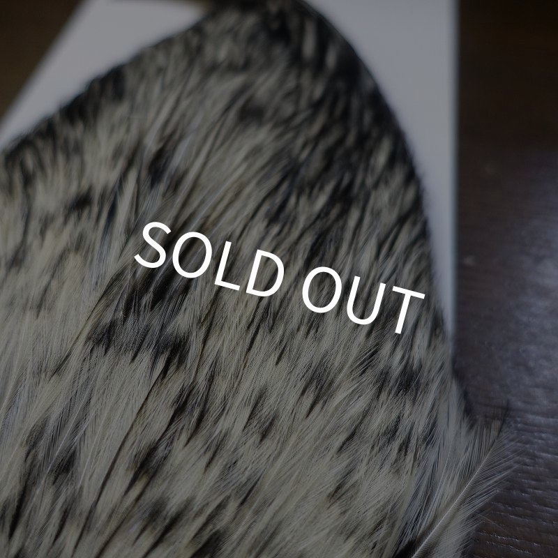 画像3: 【WHITING】American Rooster Cape BLACK LACED WHITE (3)