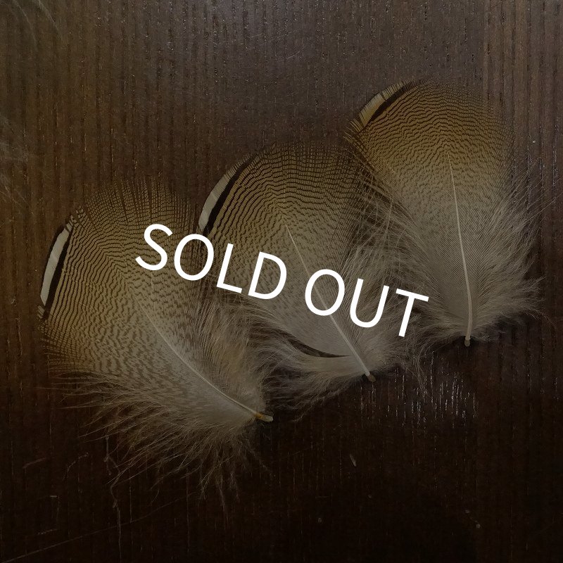 画像3: Wood Duck バルクパック (3)