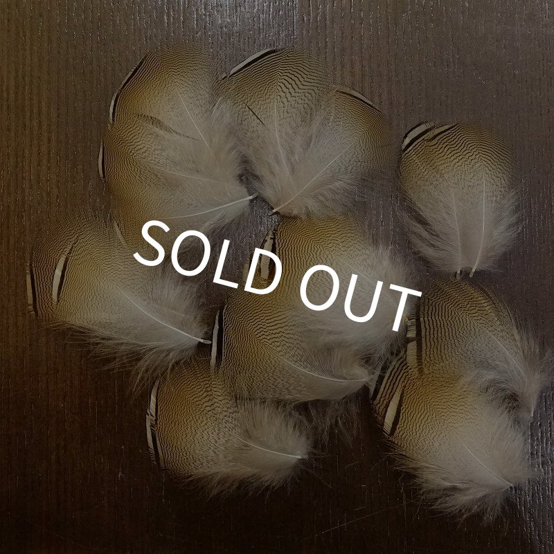 画像1: Wood Duck バルクパック (1)