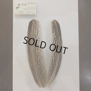 画像6: 【CANAL】 Turkey Quill Grey Speckled No.2(2)