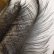 画像2: 【CANAL】Rhea Feather - Black (2)