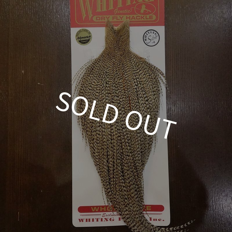 画像1: 【WHITING】Silver Grade Cape Unique Variant (1)