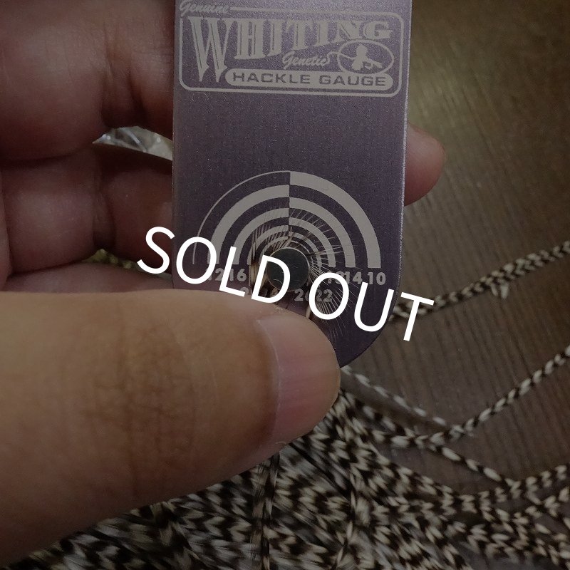 画像6: 【WHITING】 ROOSTER SADDLE SilverGrade Grizzly #14 (6)