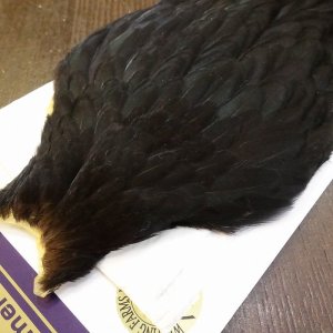 画像3: 【WHITING】American Hen Cape - BLACK