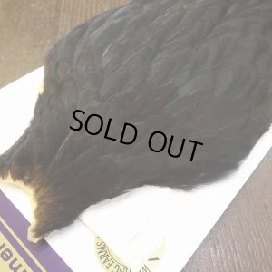 画像3: 【WHITING】American Hen Cape - BLACK