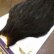 画像3: 【WHITING】American Hen Cape - BLACK (3)