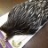 画像3: 【WHITING】American Hen Cape BLACK LACED WHITE (3)