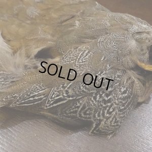 画像4: 【CANAL】SPECKLED PHEASANT BODY