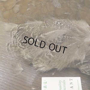 画像6: 【CANAL】SPECKLED PHEASANT BODY