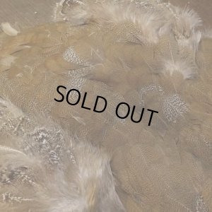 画像5: 【CANAL】SPECKLED PHEASANT BODY