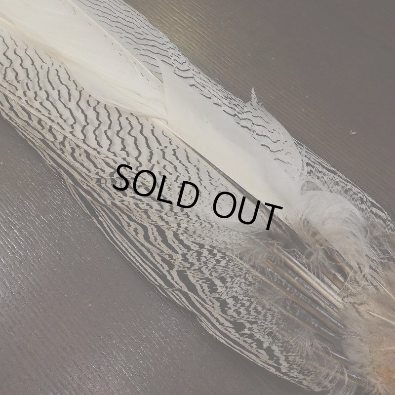 画像2: 【CANAL】Silver Pheasant コンプリートテール (2)