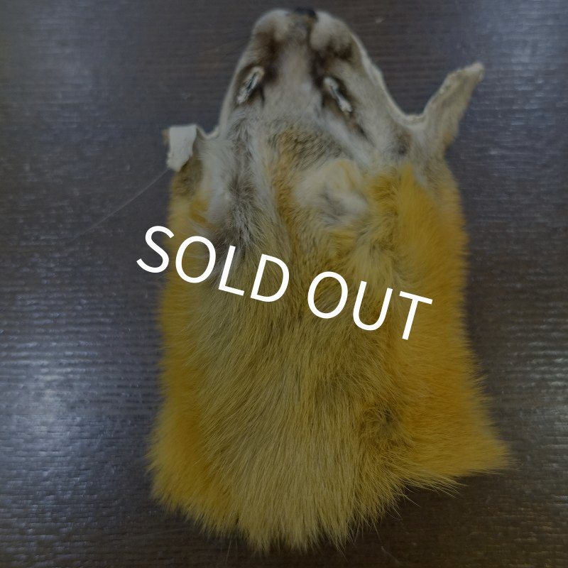 画像1: 【D】キテン マスク (1)