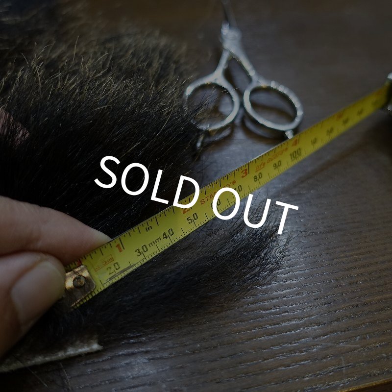 画像4: 【D】ヒグマ（北海道産） (4)