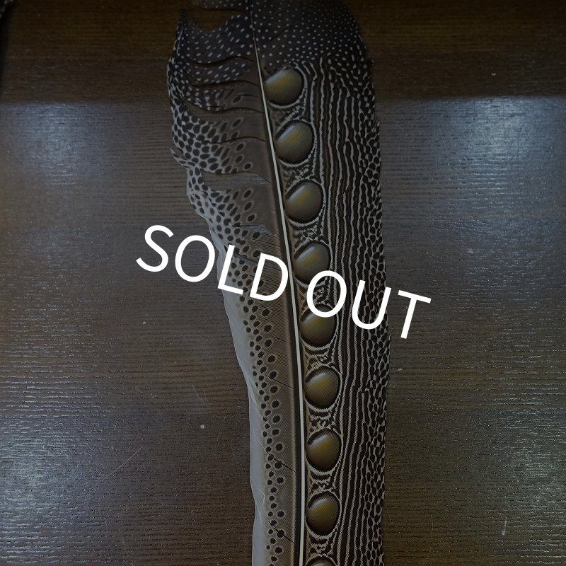 画像4: 【D】アーガスフェザント　ウイングクイルペア　Ｌサイズ (4)