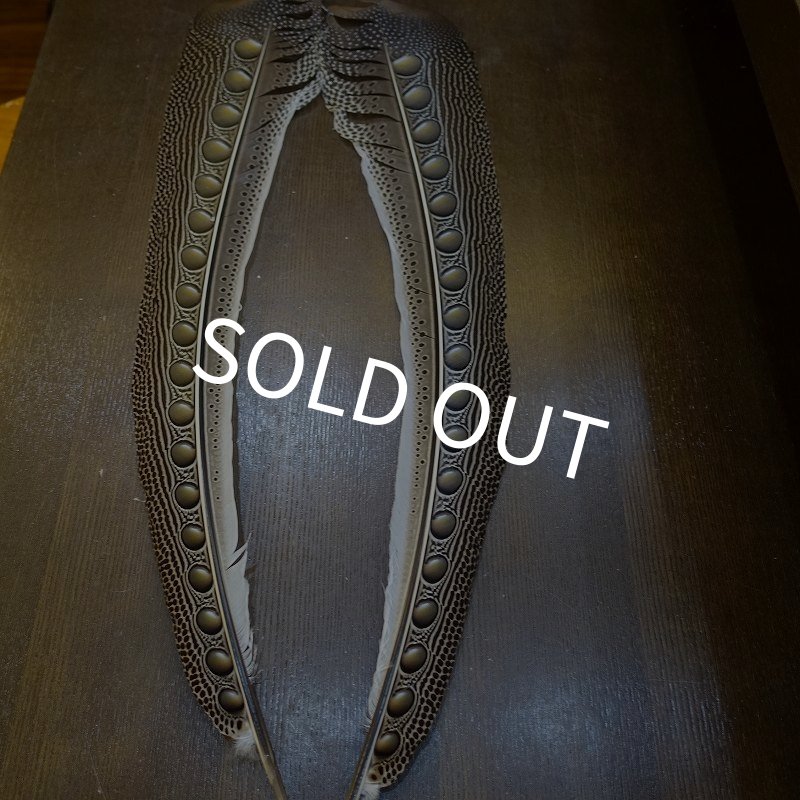 画像1: 【D】アーガスフェザント　ウイングクイルペア　Ｌサイズ (1)