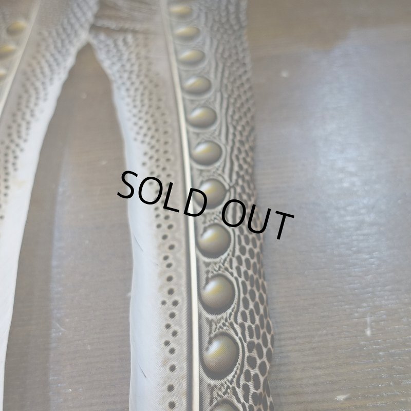 画像4: 【D】アーガスフェザント　ウイングクイルペア　Mサイズ (4)