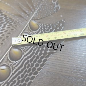 画像3: 【D】アーガスフェザント　ウイングクイルペア　Mサイズ