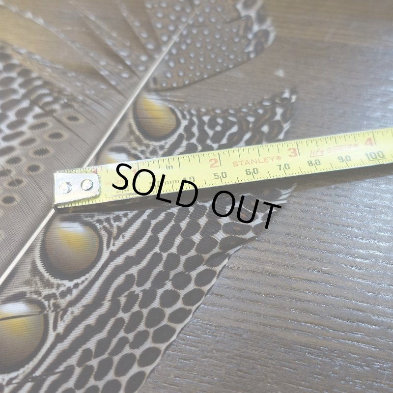 画像3: 【D】アーガスフェザント　ウイングクイルペア　Mサイズ (3)