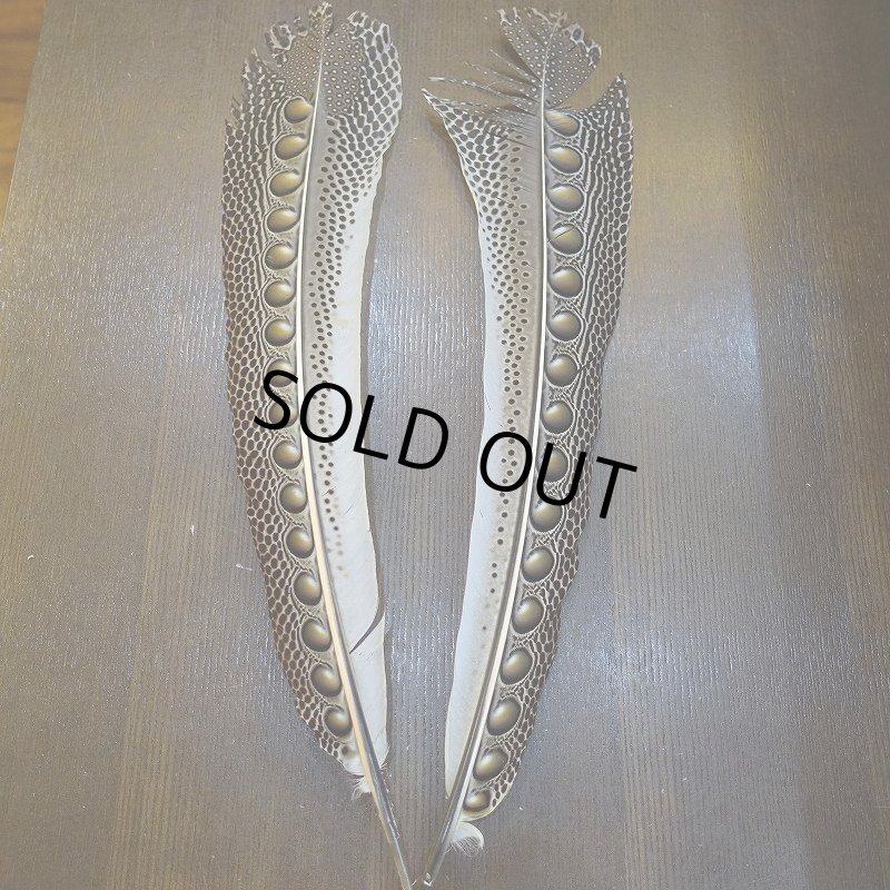 画像1: 【D】アーガスフェザント　ウイングクイルペア　Mサイズ (1)