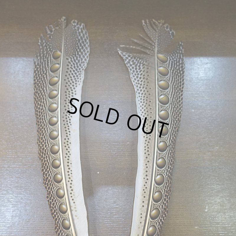 画像2: 【D】アーガスフェザント　ウイングクイルペア　Mサイズ (2)