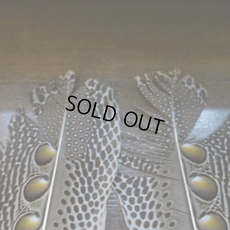 画像6: 【D】アーガスフェザント　ウイングクイルペア　Mサイズ (6)