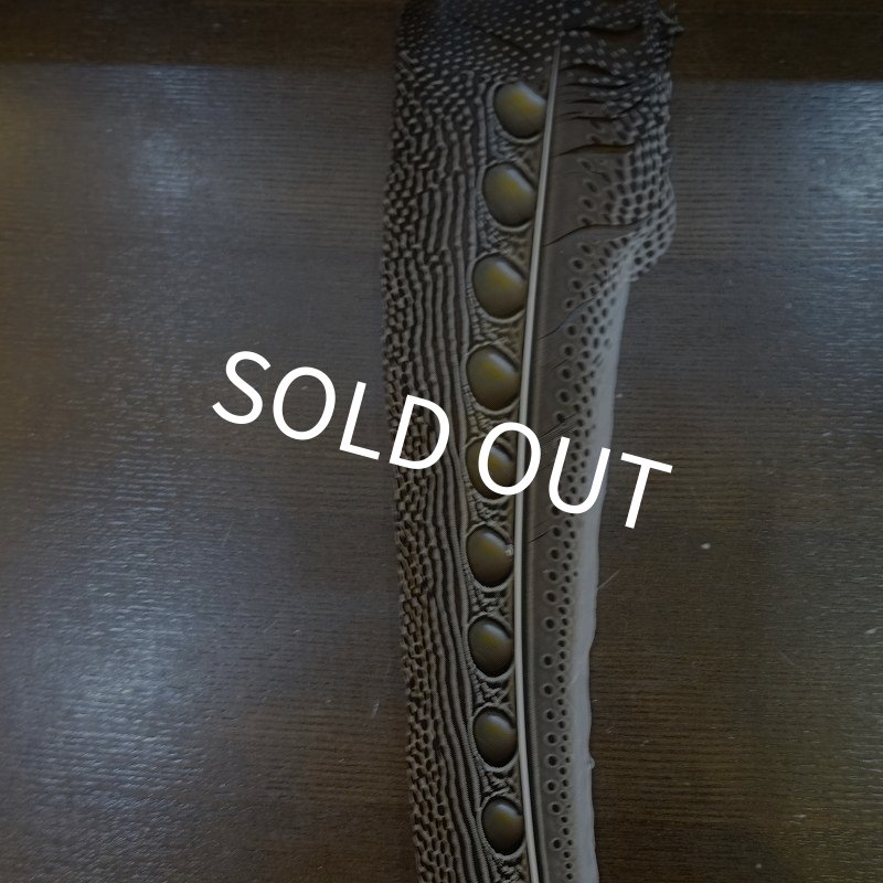 画像5: 【D】アーガスフェザント　ウイングクイルペア　Ｌサイズ (5)