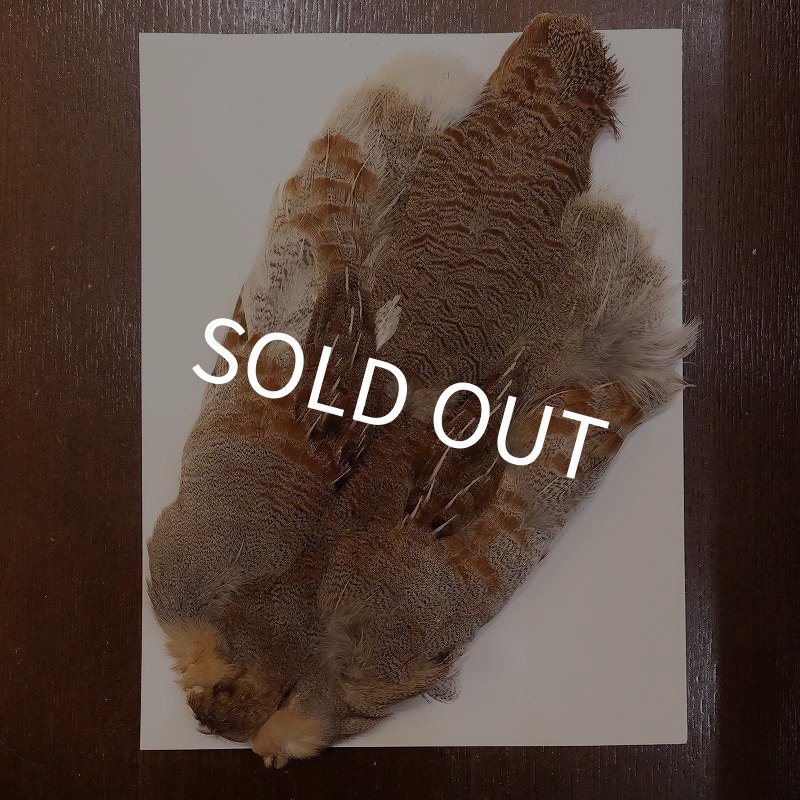 画像1: 【ANGLE】Partridge Complete Skin EXT #1(ウィング無) (1)