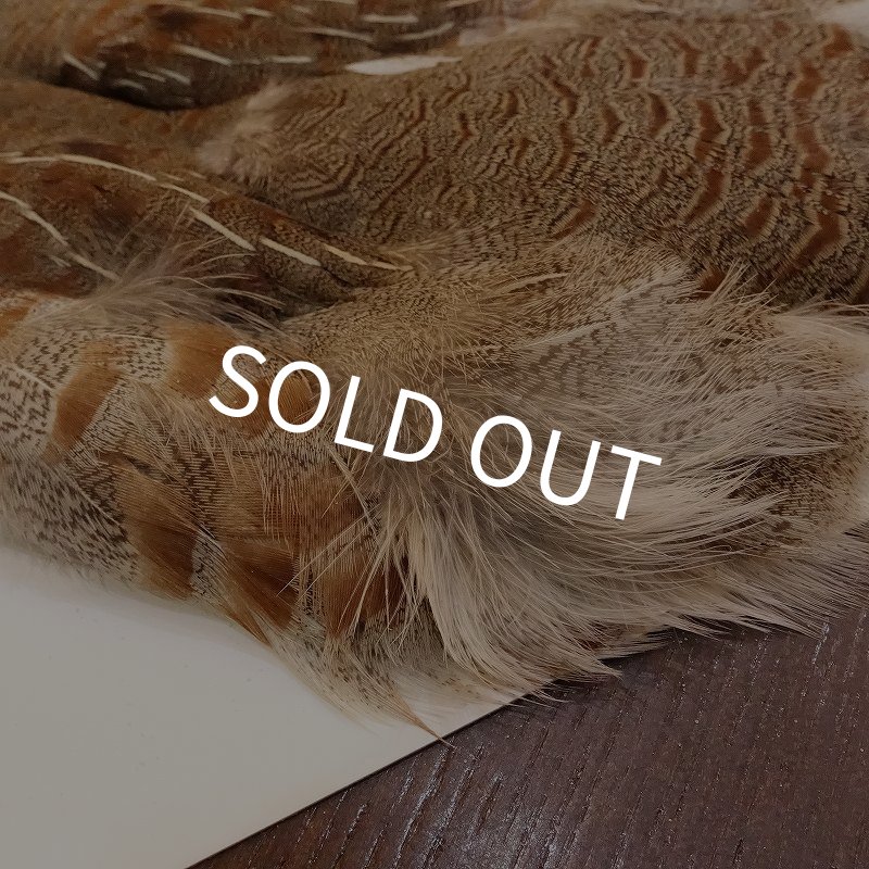 画像5: 【ANGLE】Partridge Complete Skin EXT #1(ウィング無) (5)