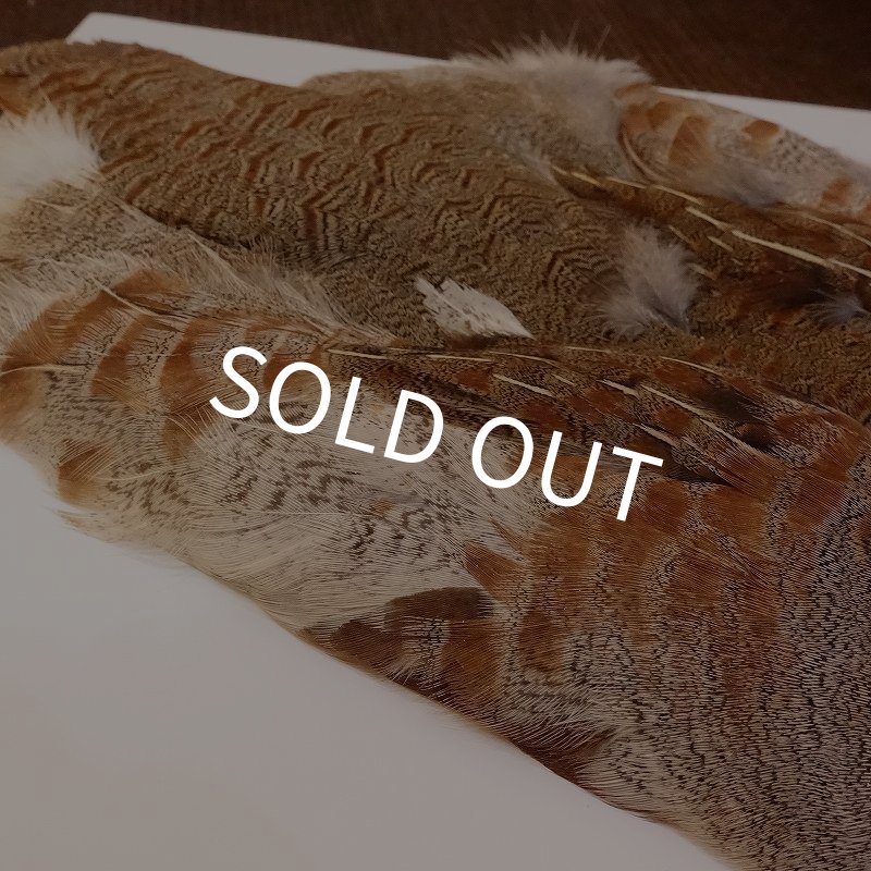 画像3: 【ANGLE】Partridge Complete Skin EXT #1(ウィング無) (3)