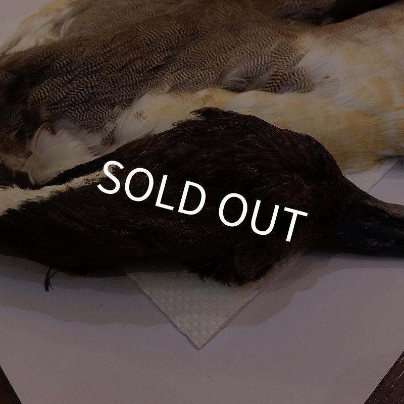 画像2: 【CANAL】ピンテール・コンプリート No.1 (2)