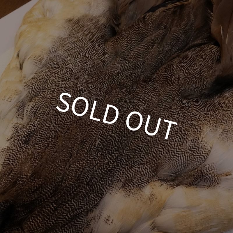 画像4: 【CANAL】ピンテール・コンプリート No.1 (4)