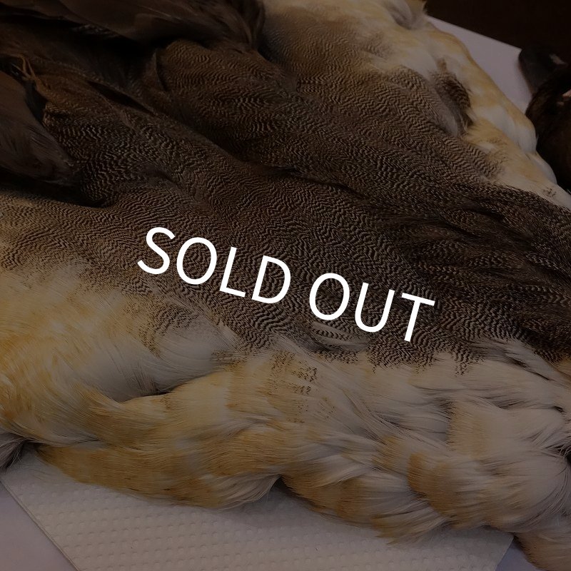 画像3: 【CANAL】ピンテール・コンプリート No.1 (3)