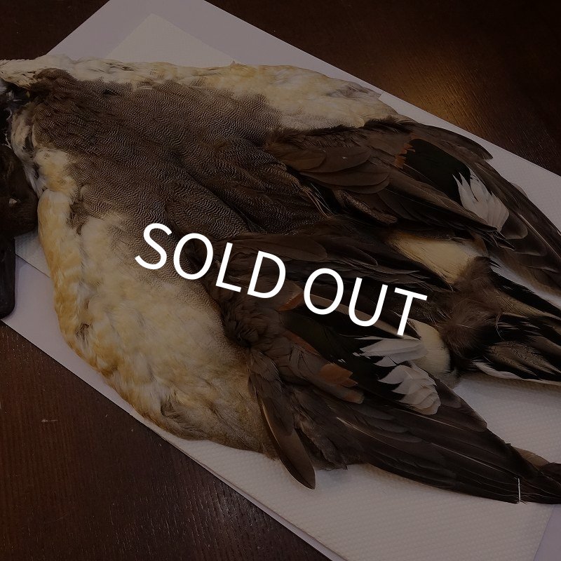 画像6: 【CANAL】ピンテール・コンプリート No.1 (6)