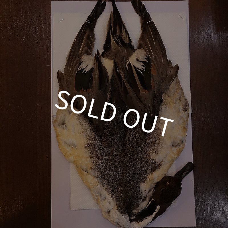 画像1: 【CANAL】ピンテール・コンプリート No.1 (1)