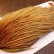 画像4: 【Whiting】ROOSTER CAPE PRO Grade - BARRED DK GINGER (4)