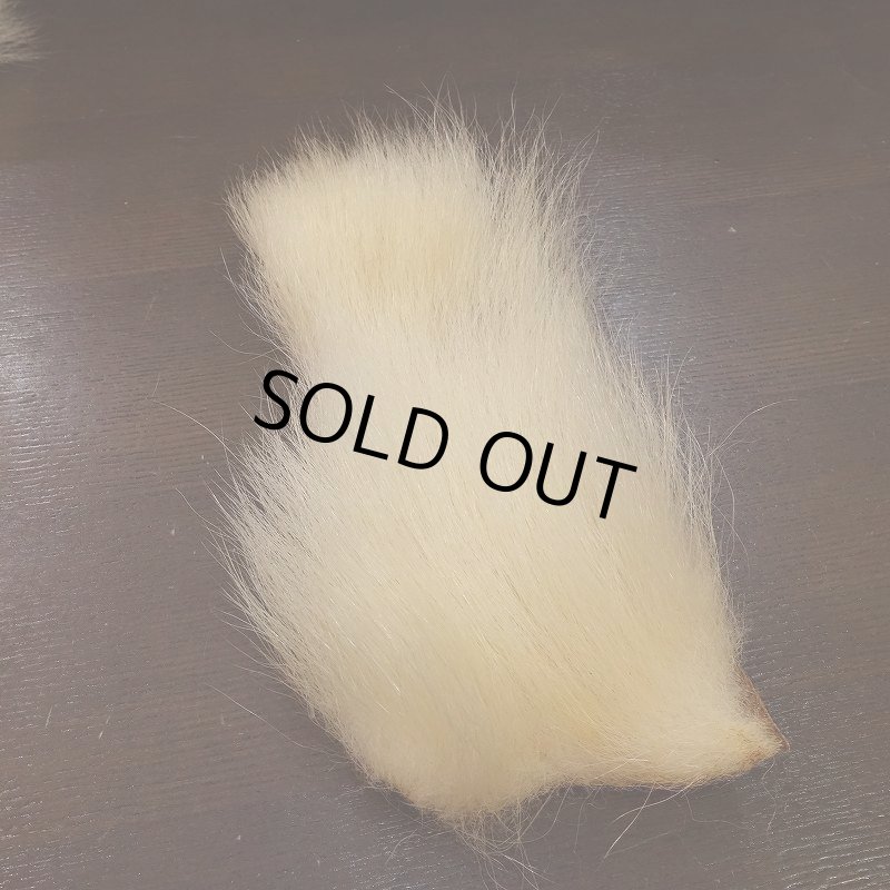 画像1: 【D】ポーラーベアー　ナチュラル　ラージカット 2 (1)