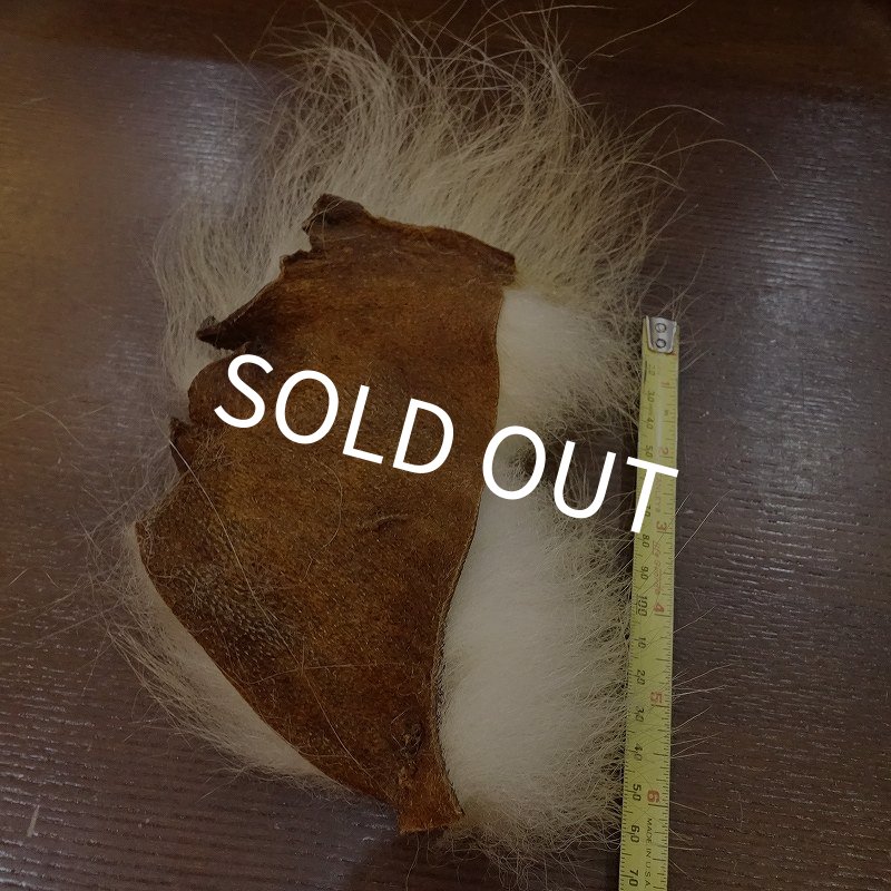 画像3: 【D】ポーラーベアー　ナチュラル　ラージカット 3 (3)